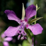 Clarkia rhomboidea Blüte