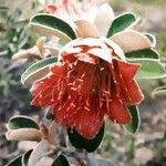 Protea caffra 花