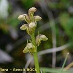 Chamorchis alpina Altul/Alta