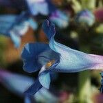 Penstemon nitidus Flor