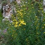 Hypericum hyssopifolium Хабит