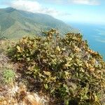 Weinmannia ouaiemensis Hábito