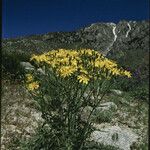 Crepis occidentalis Habit