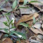 Evolvulus sericeus Leaf