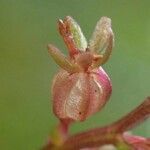 Neottia cordata Habitus