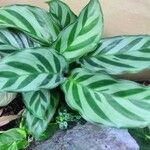 Calathea concinna Leaf