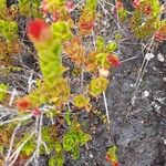 Vaccinium reticulatum Folio