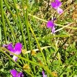 Viola corsica Habitus