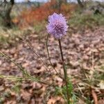 Scabiosa canescens Flors