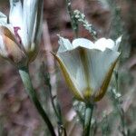 Calochortus bruneaunis Fiore