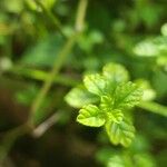 Lippia micromera Feuille