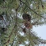 Pseudotsuga menziesii Levél