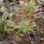 Alchemilla pinnata Other