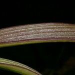 Ionopsis utricularioides Casca