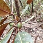 Pycnandra carinocostata Fruit