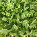 Claytonia perfoliata Bloem