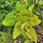 Angophora hispida Blad