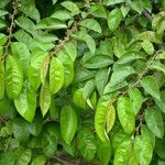 Chrysophyllum cainito Hoja