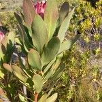 Protea caffra Leaf