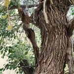 Salix acmophylla Bark