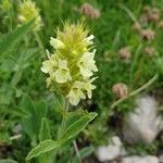 Sideritis hyssopifolia Flower