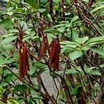 Rhododendron decorum Hábito