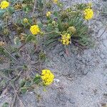Abronia latifolia Flower