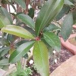 Ardisia elliptica Blatt