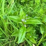 Veronica americana Blüte