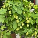 Humulus scandens 果実