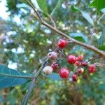 Schinus terebinthifolius Plod