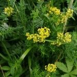 Galium verumFlower