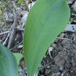 Bupleurum rigidum Leaf