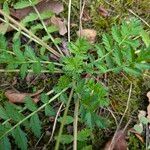 Erodium manescavi পাতা