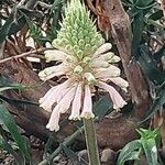 Veltheimia bracteata Цвят