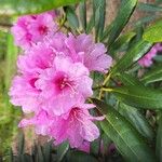 Rhododendron degronianum Çiçek