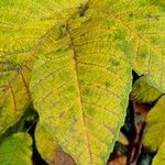 Juglans regia Leaf
