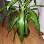 Chlorophytum comosumFuelha