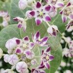 Calotropis procera 花