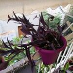 Tradescantia pallidaЛисток