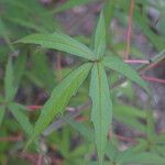 Hibiscus coccineus Leaf