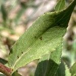 Pentanema spiraeifolium Leaf