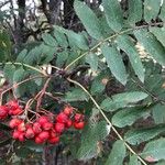 Sorbus aucuparia Fruto