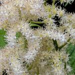 Rodgersia podophylla Kvet