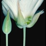 Calochortus howellii Flower