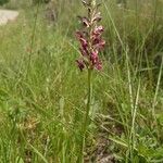 Anacamptis coriophora Hábitos