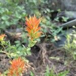 Castilleja miniata Çiçek