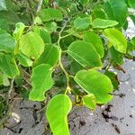 Dalbergia ecastaphyllum Leaf