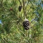 Pinus armandi Liść