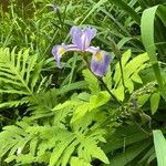 Iris virginica Цветок